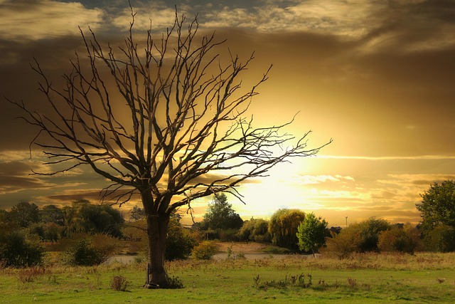 dead tree removal lewisville tx