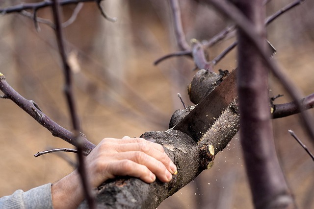 hazardous tree removal carrollton tx