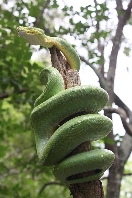 hazardous-tree-removal-lewisville-tx-640x480-624985.jpeg
