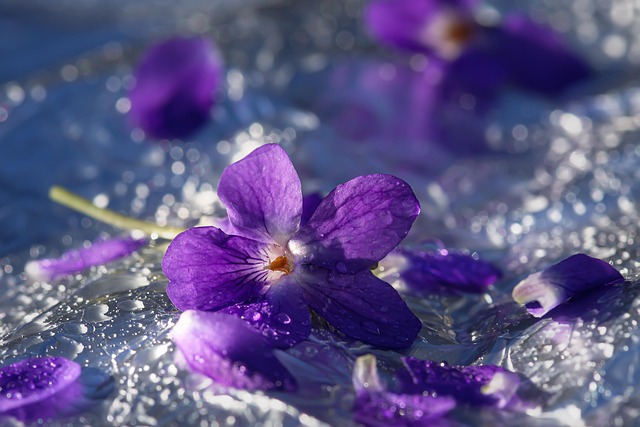 Personalized Boise ID 10 Pass Ozone Therapy: Unlocking Wellness
