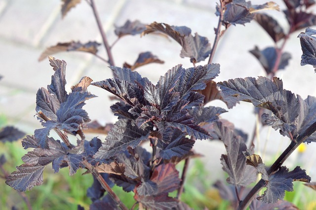 landscaping-640x480-40653829.jpeg