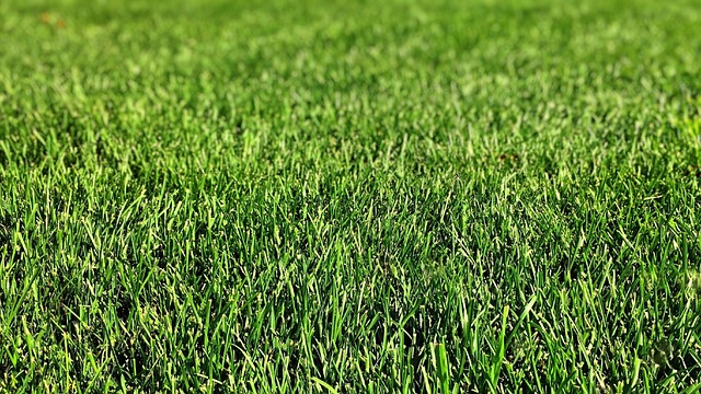 lawn-640x480-16895285.jpeg