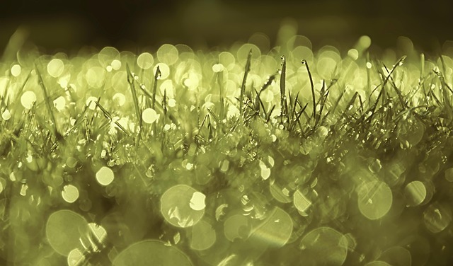 lawn