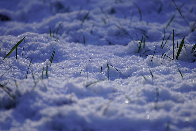 lawn
