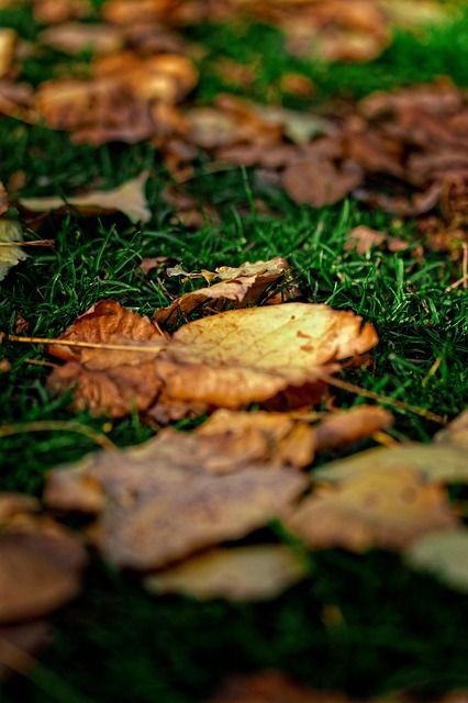 lawn
