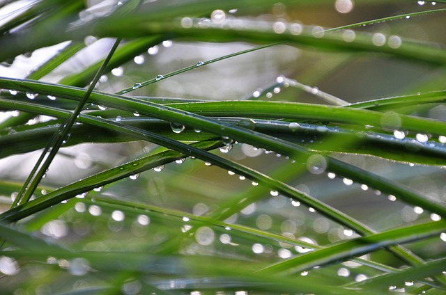 lawn-640x480-40886864.jpeg