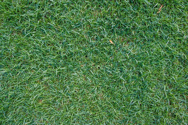lawn-640x480-45028787.jpeg