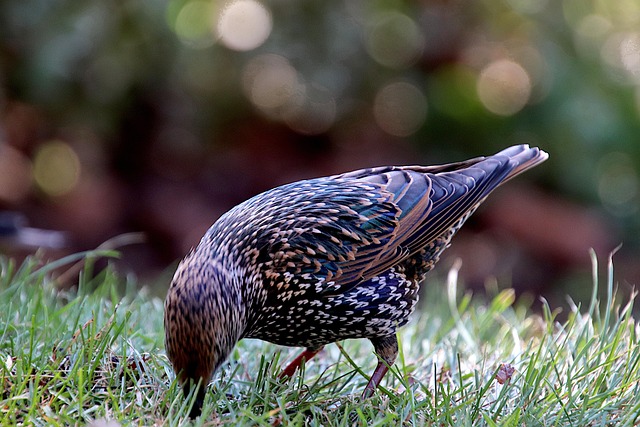 lawn-640x480-55956633.jpeg