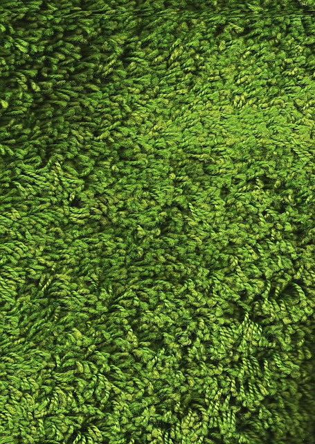 lawn-640x480-59279684.jpeg