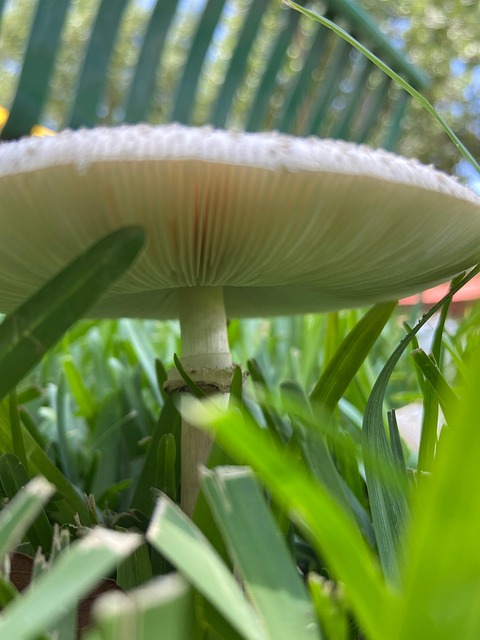 lawn-640x480-61478547.jpeg