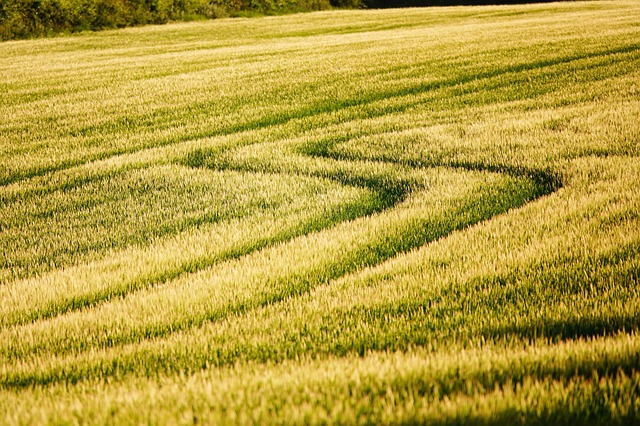 lawn