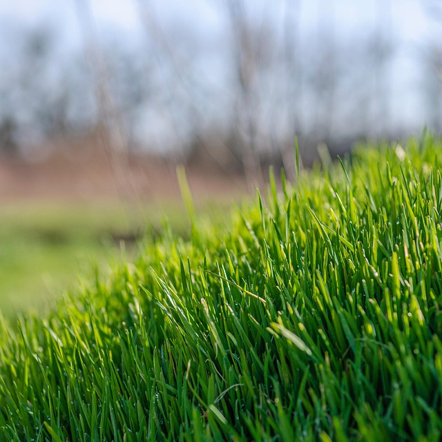 lawn-640x480-77098407.jpeg