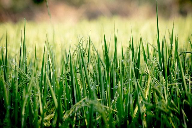 lawn-640x480-7814912.jpeg