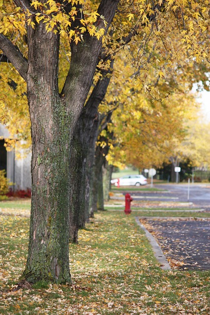 residential trees service lewisville tx