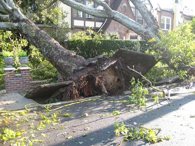 storm damaged tree removal carrollton tx