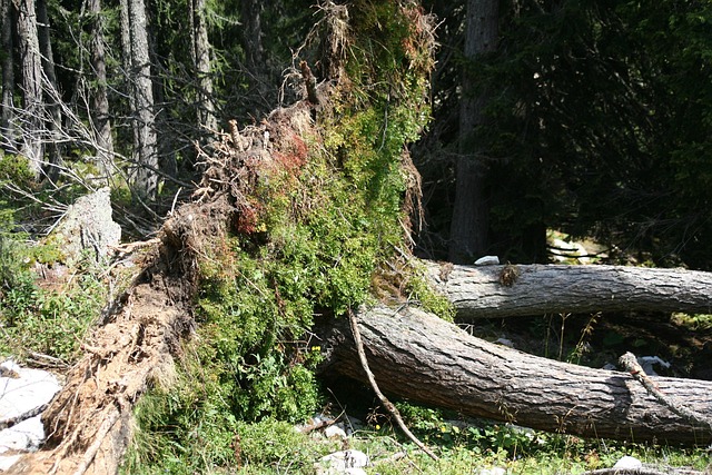 storm damaged tree removal carrollton tx