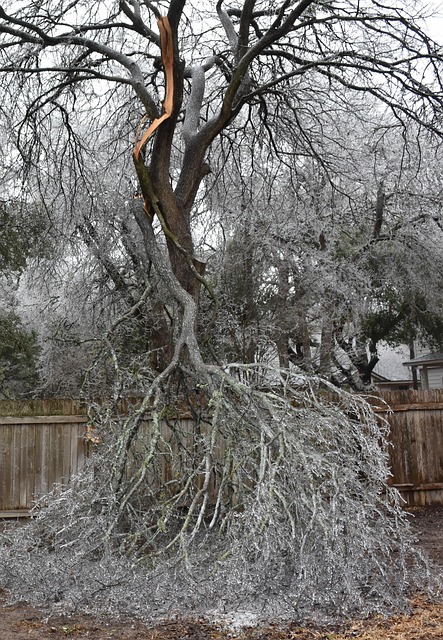 storm damaged tree removal carrollton tx