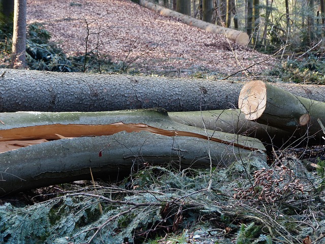 storm-damaged-tree-removal-carrollton-tx-640x480-81073829.jpeg