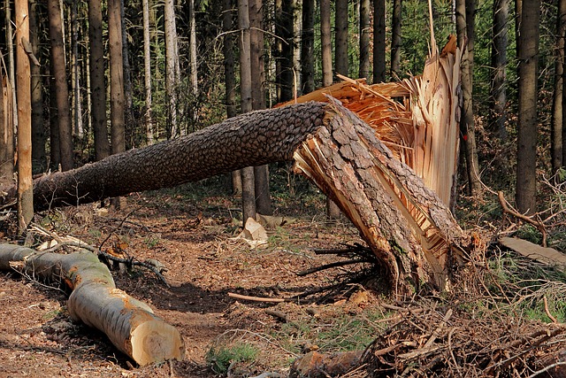 storm damaged tree removal lewisville tx