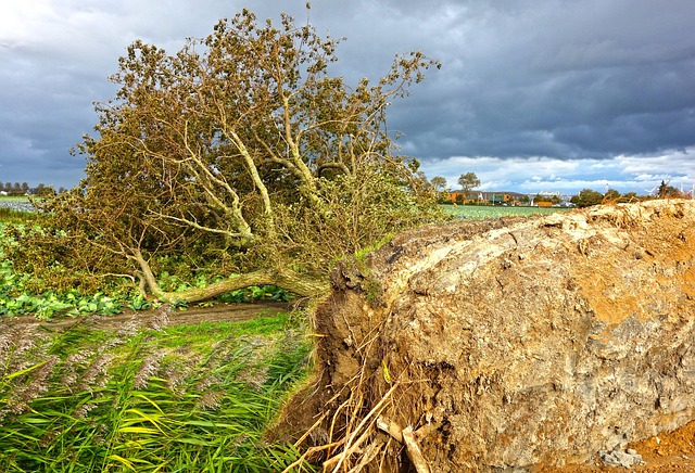 storm damaged tree removal lewisville tx