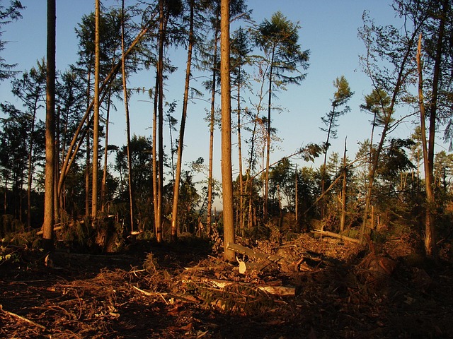 storm damaged tree removal lewisville tx