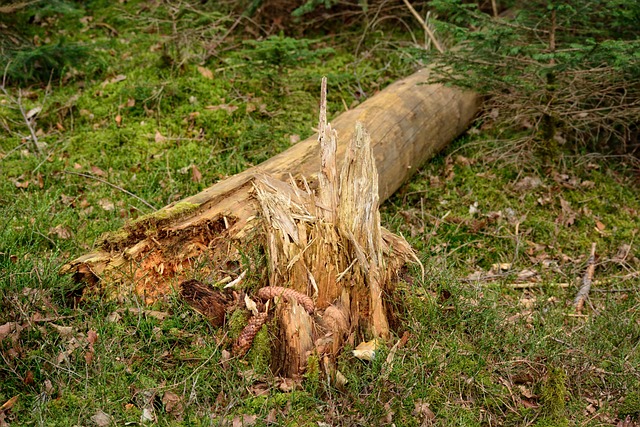 storm damaged tree removal lewisville tx