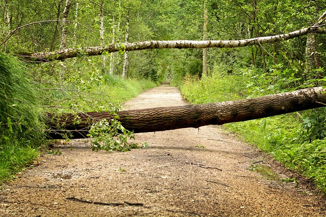 storm damaged tree removal lewisville tx