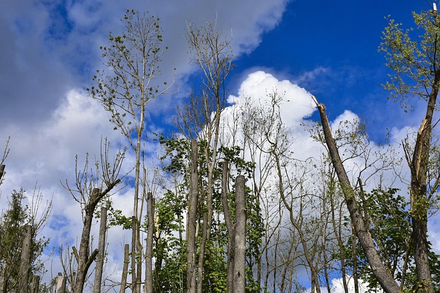 storm-damaged-tree-removal-lewisville-tx-640x480-78345056.jpeg
