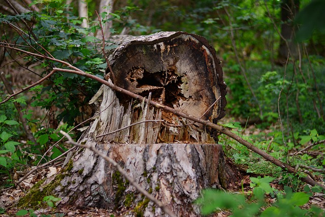 storm damaged tree removal lewisville tx