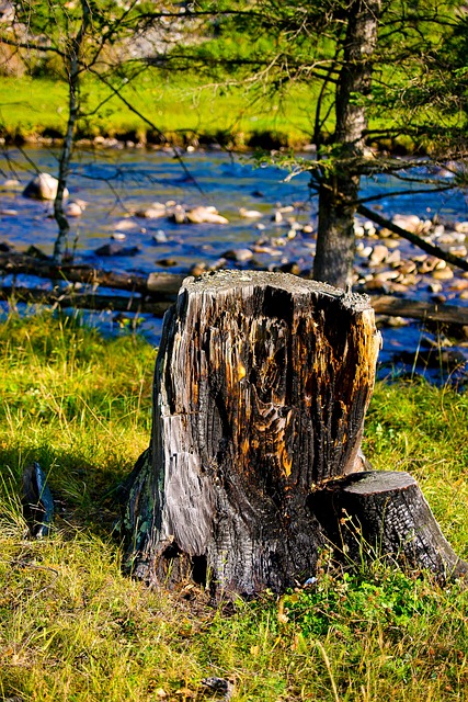 stump removal lewisville tx