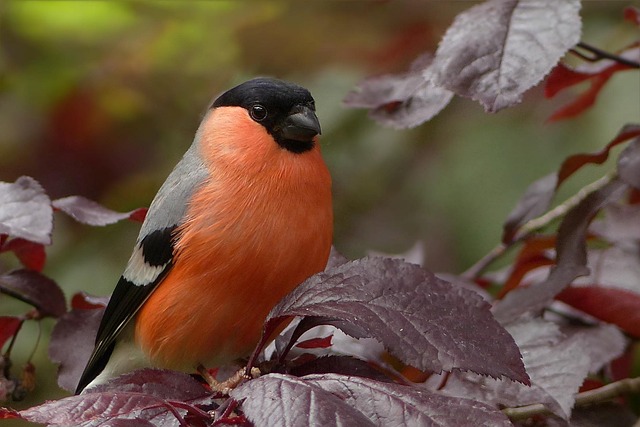 Arborist Care in Plano TX: Expert Tips & Maintenance