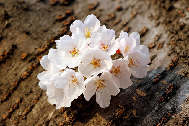 tree-640x480-39619945.jpeg