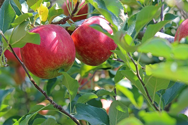 Richardson TX Tree Trimming: Trusted Professionals for Your Yard