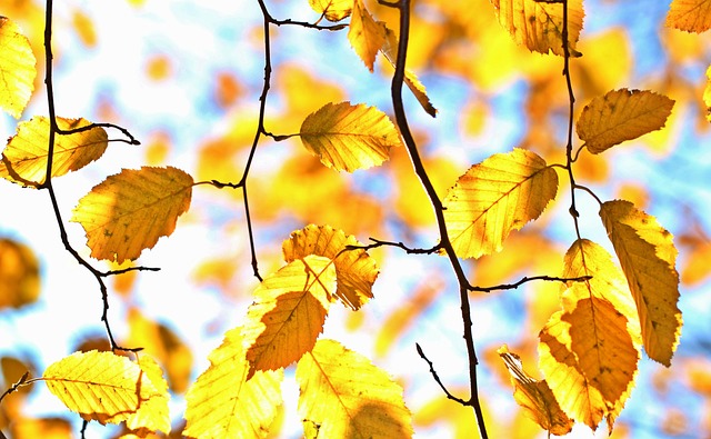 tree-640x480-442449.jpeg