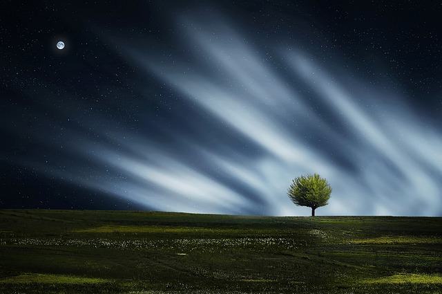 tree-640x480-70910236.jpeg