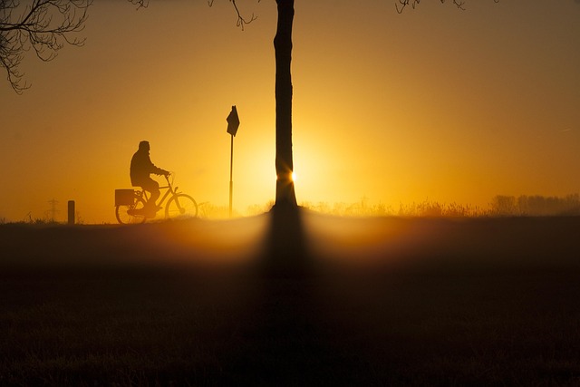 tree-640x480-8822583.jpeg