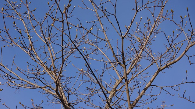 tree pruning carrollton tx