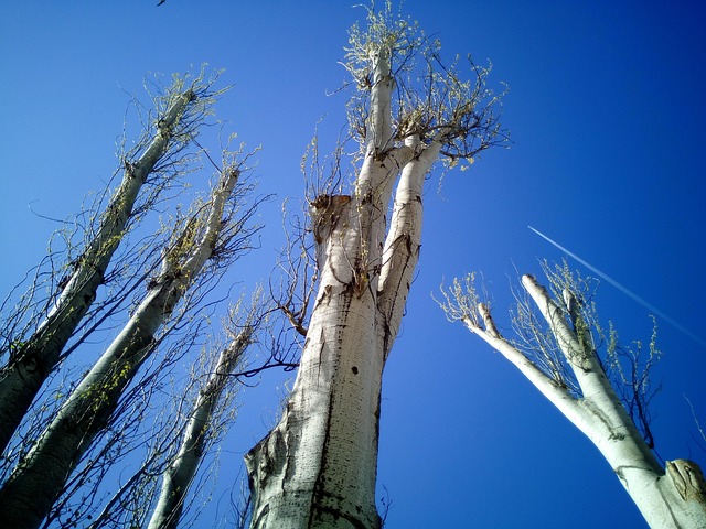 tree pruning carrollton tx