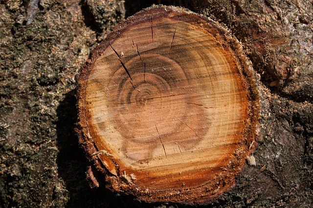 tree pruning carrollton tx