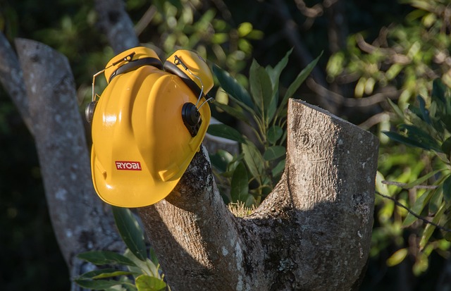 tree-pruning-carrollton-tx-640x480-42678693.jpeg