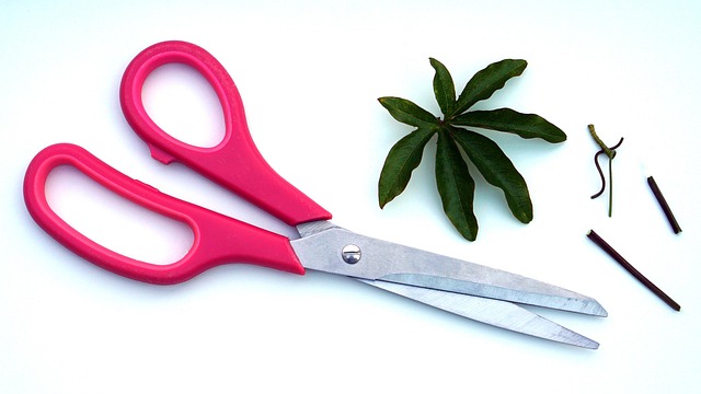 Navigating Residential Tree Pruning Costs in Carrollton, TX