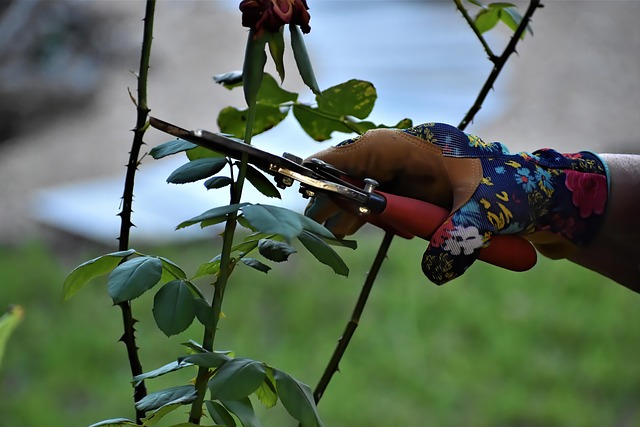 tree pruning carrollton tx
