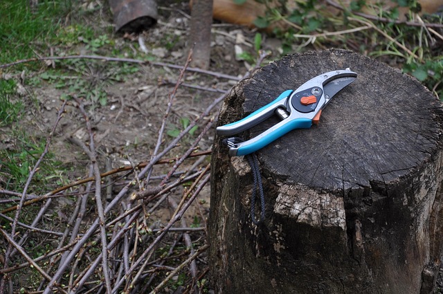 tree-pruning-carrollton-tx-640x480-78608611.jpeg