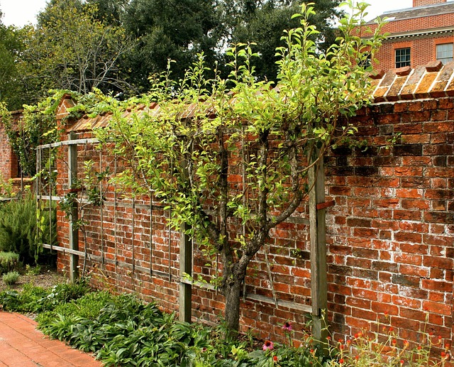 tree pruning carrollton tx
