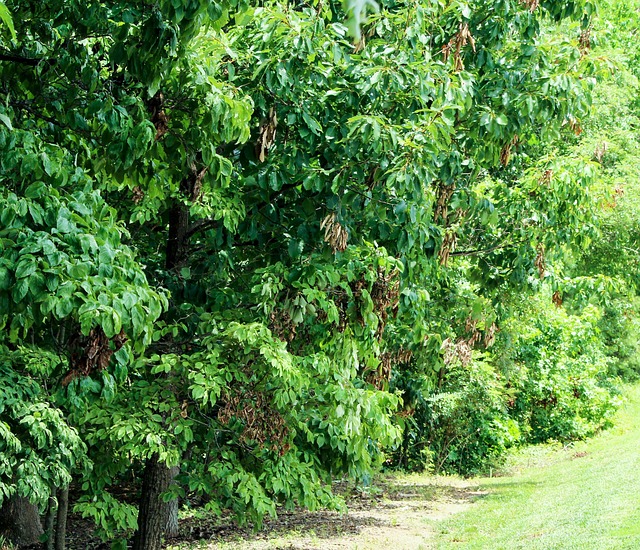 tree-pruning-lewisville-tx-640x480-19438152.jpeg