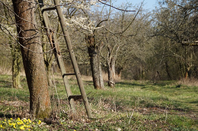 tree pruning lewisville tx
