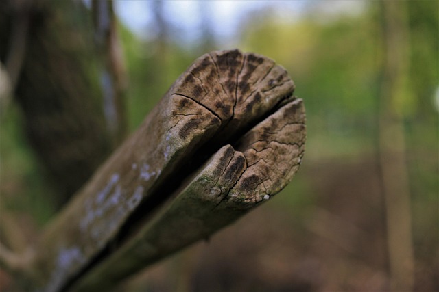 tree pruning lewisville tx
