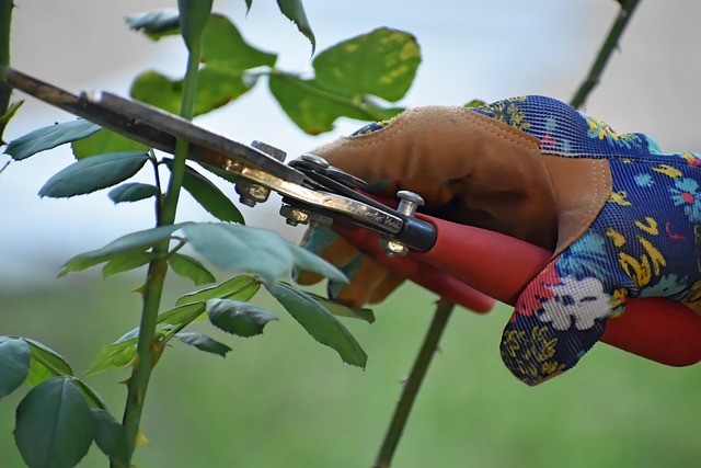 tree-pruning-lewisville-tx-640x480-41376342.jpeg