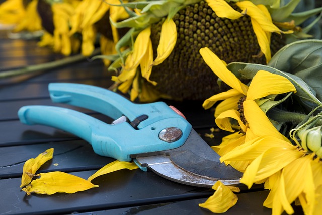 tree pruning lewisville tx
