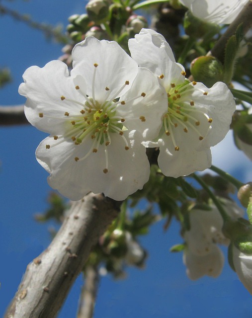 tree pruning lewisville tx
